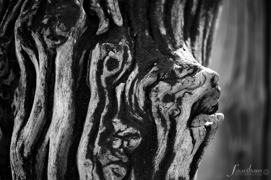 Brise-lame de St-Malo : portrait noir et blanc de la Roussette éméchée