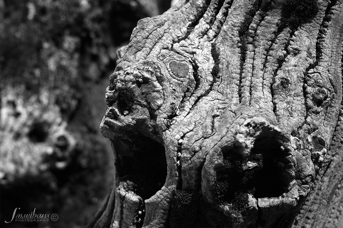 Portrait de bois de brise-lame de St-Malo : photo noir et blanc : les Siamois d'Ouessant