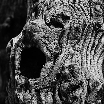 Brise-lames de Saint-Malo : portrait de bois en noir et blanc