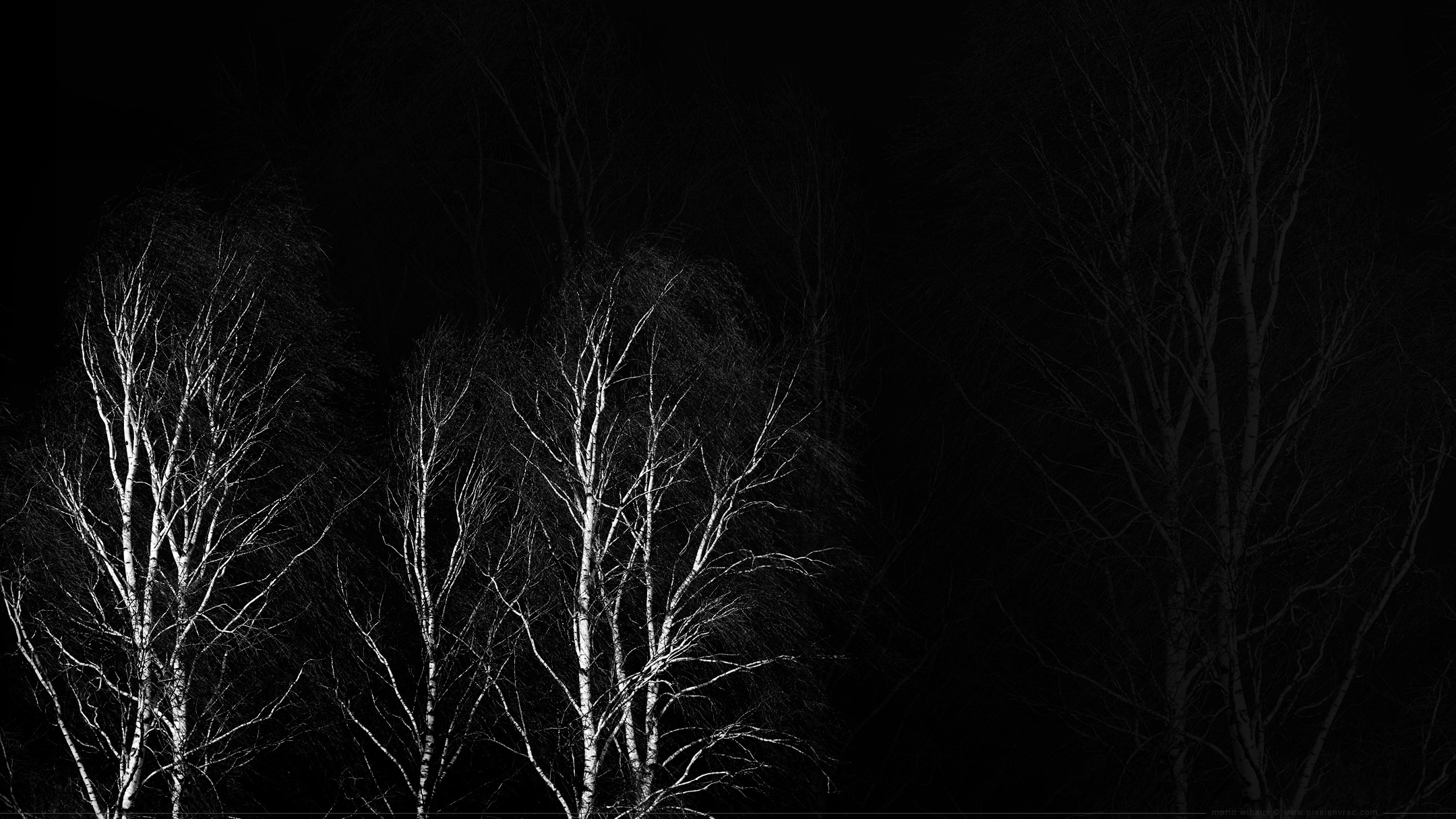 Wallpaper noir et blanc : photo d'arbres et de ramures sur fond noir